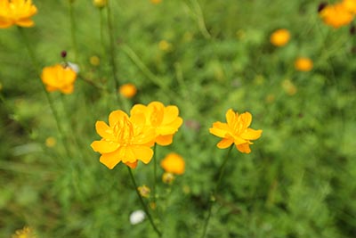 2025年吉林高考成绩查询官网入口:吉林教育考试院 高考查分官网:https://www.jleea.com.cn/site1/ksxm_gdjyks/9942/page/1/