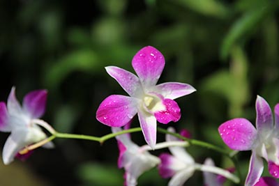 重庆市普通高校名单(53所)