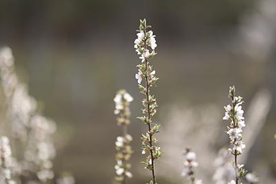 军校政审什么情况不能录取？